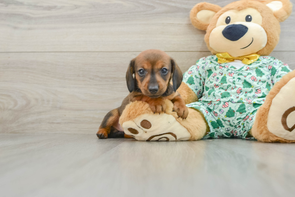 Best Dachshund Baby