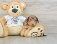 7 week old Dachshund Puppy For Sale - Premier Pups