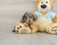 6 week old Dachshund Puppy For Sale - Premier Pups