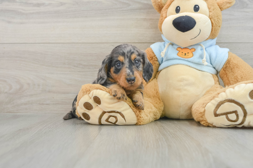 6 week old Dachshund Puppy For Sale - Premier Pups