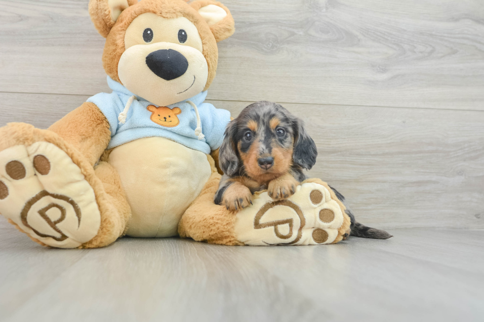 Cute Dachshund Purebred Pup