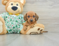 6 week old Dachshund Puppy For Sale - Premier Pups