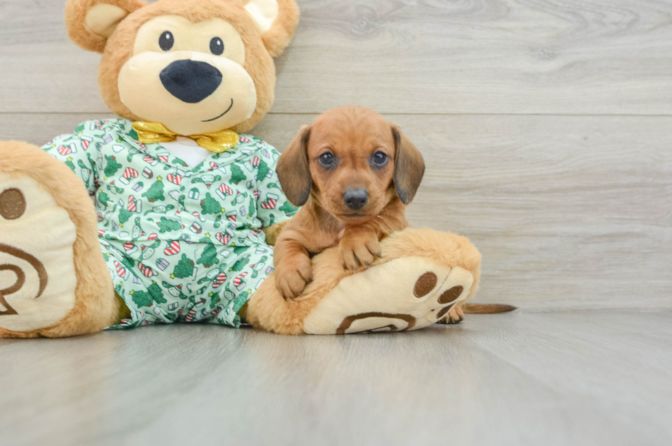 5 week old Dachshund Puppy For Sale - Premier Pups