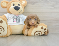 8 week old Dachshund Puppy For Sale - Premier Pups