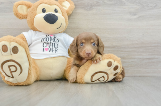 Cute Doxie Purebred Puppy