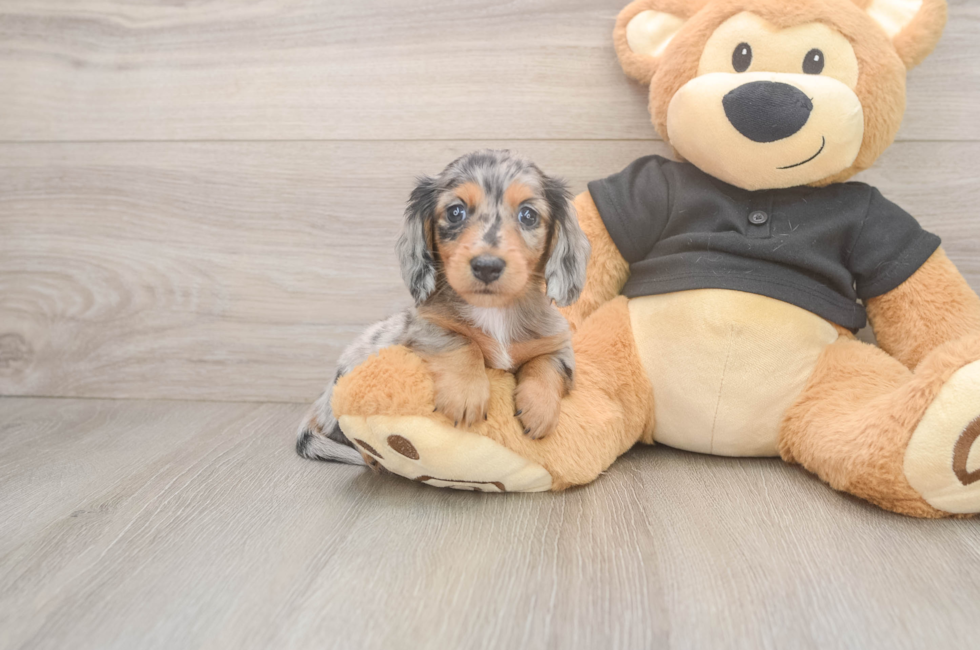 6 week old Dachshund Puppy For Sale - Premier Pups