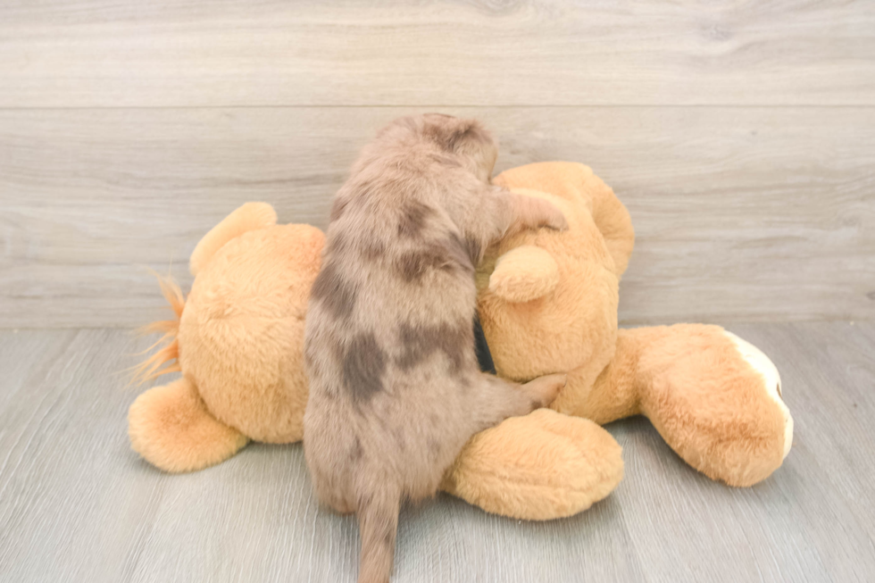 Cute Dachshund Baby