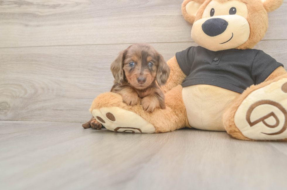 5 week old Dachshund Puppy For Sale - Premier Pups