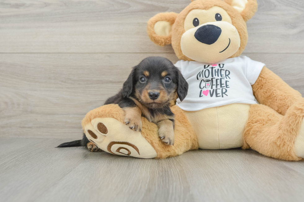 Dachshund Puppy for Adoption