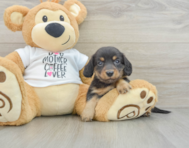 7 week old Dachshund Puppy For Sale - Premier Pups