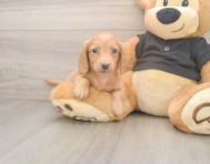 5 week old Dachshund Puppy For Sale - Premier Pups