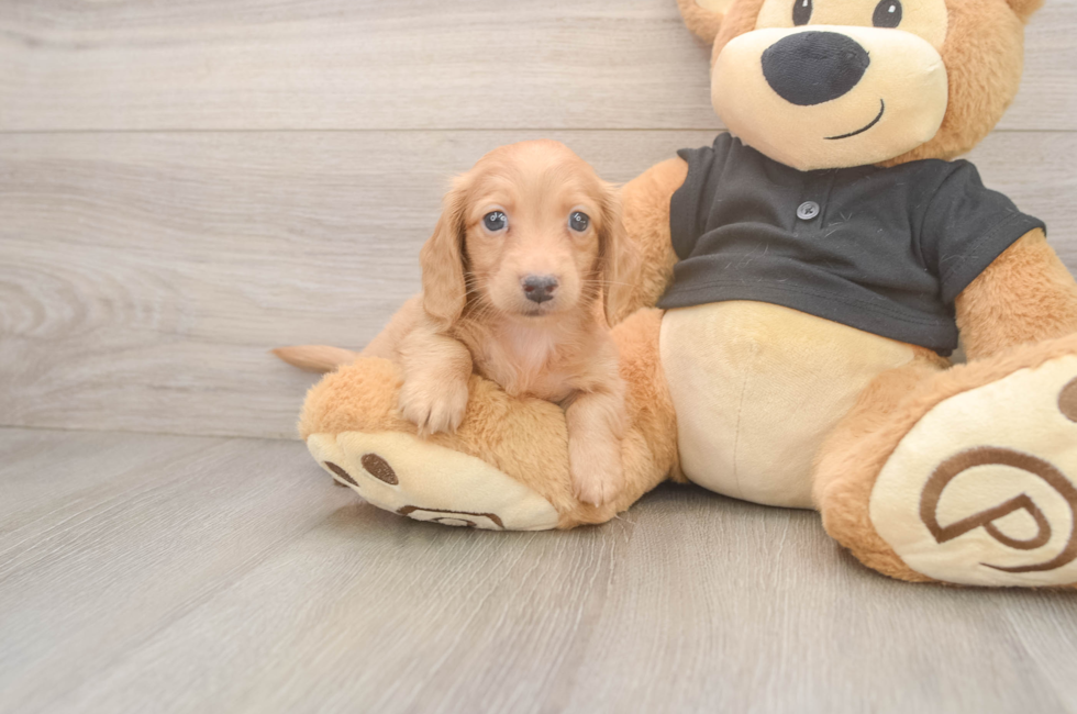 6 week old Dachshund Puppy For Sale - Premier Pups