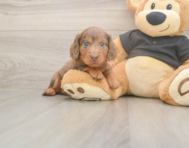 5 week old Dachshund Puppy For Sale - Premier Pups