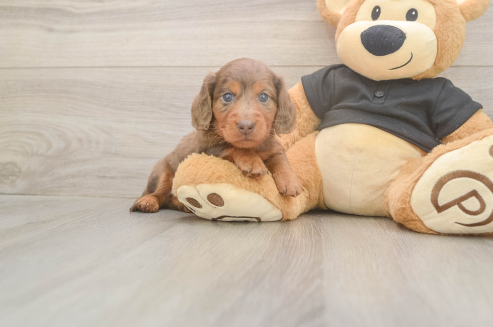 5 week old Dachshund Puppy For Sale - Premier Pups