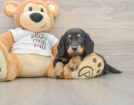 5 week old Dachshund Puppy For Sale - Premier Pups