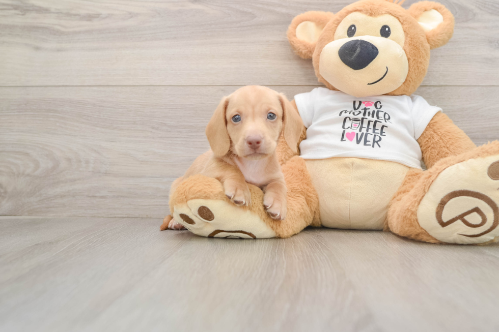 Cute Doxie Purebred Puppy