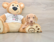 5 week old Dachshund Puppy For Sale - Premier Pups