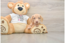 Dachshund Puppy for Adoption