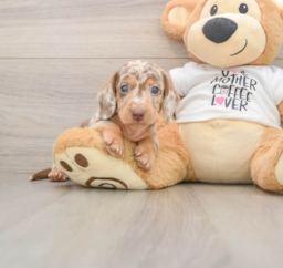 5 week old Dachshund Puppy For Sale - Premier Pups