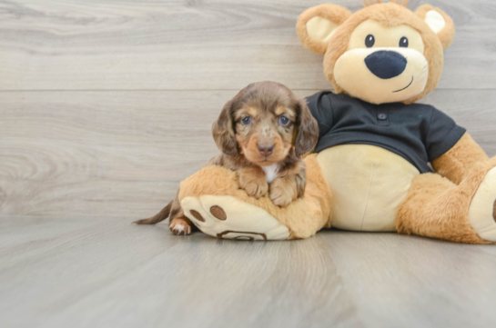 Cute Dachshund Purebred Pup