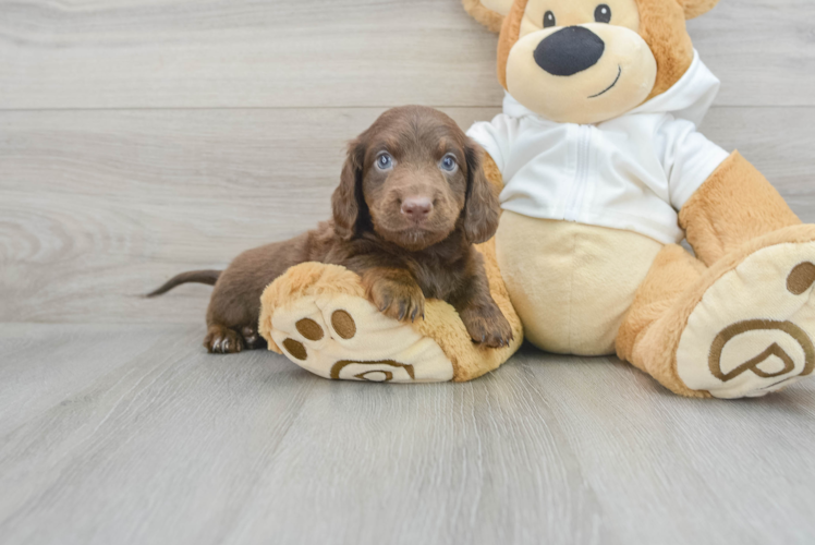 Dachshund Pup Being Cute