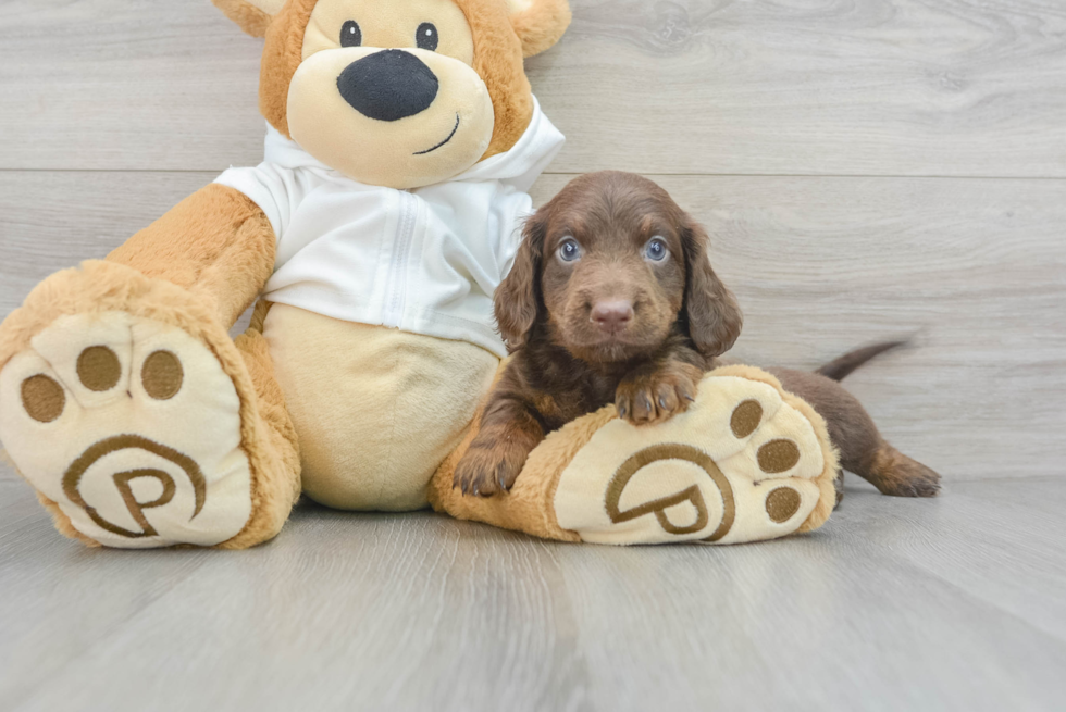 Cute Dachshund Purebred Puppy