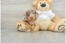 Cute Doxie Purebred Puppy