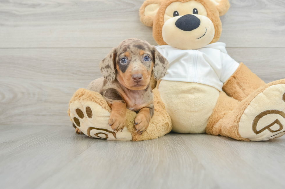 6 week old Dachshund Puppy For Sale - Premier Pups