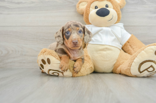 Cute Doxie Purebred Puppy