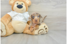 Dachshund Pup Being Cute