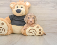 6 week old Dachshund Puppy For Sale - Premier Pups