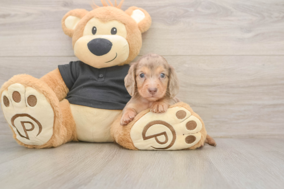 Cute Doxie Purebred Puppy