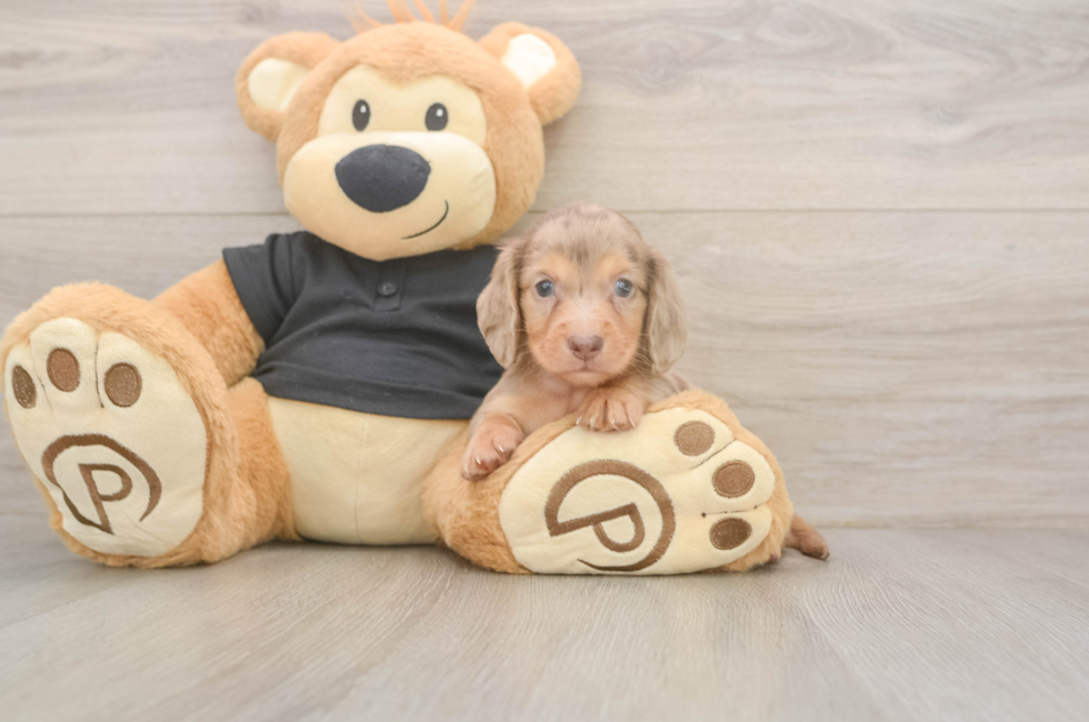 5 week old Dachshund Puppy For Sale - Premier Pups