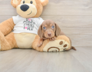 5 week old Dachshund Puppy For Sale - Premier Pups