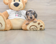 5 week old Dachshund Puppy For Sale - Premier Pups
