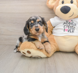 5 week old Dachshund Puppy For Sale - Premier Pups
