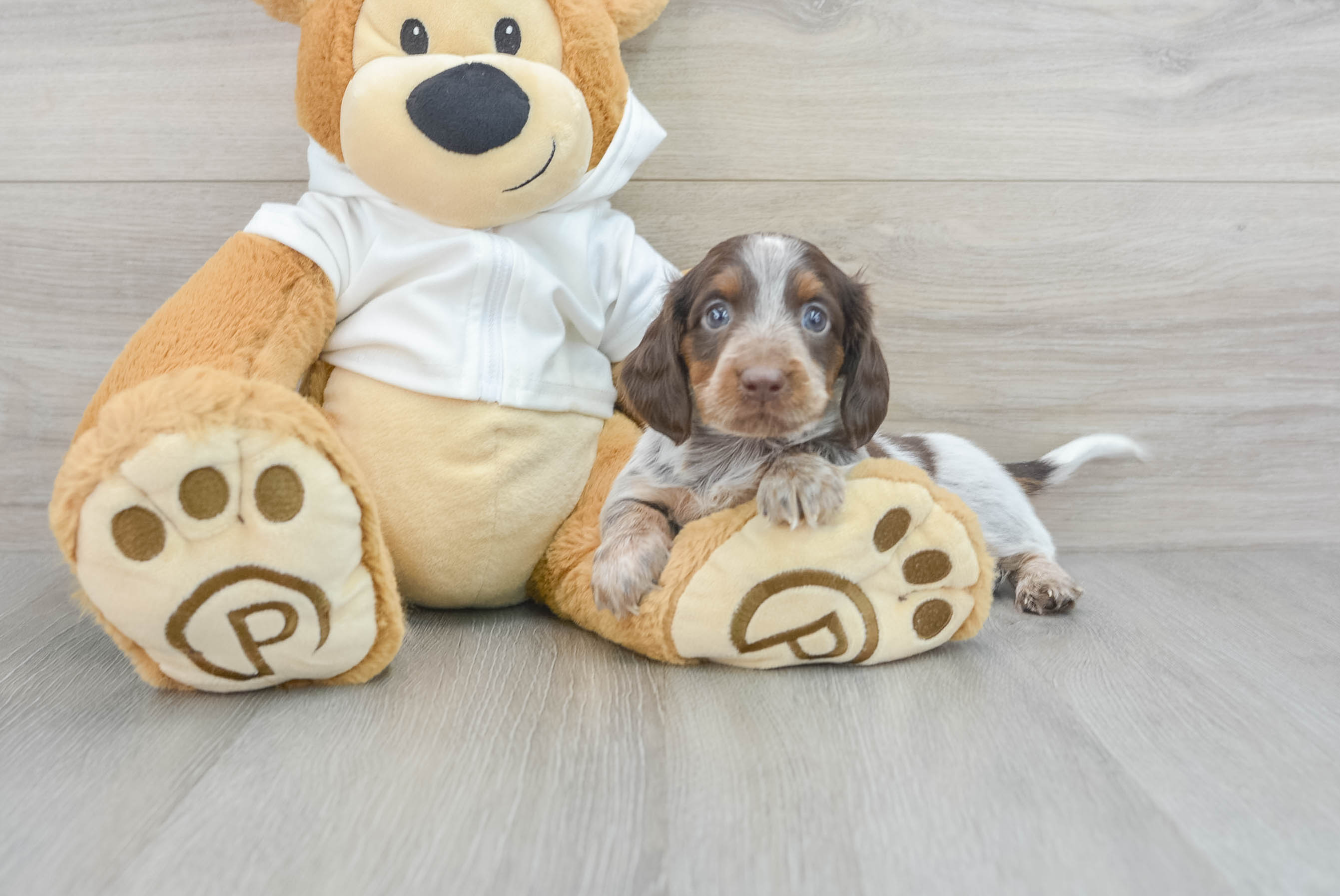 Cute Dachshund Baby