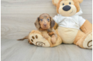 Cute Dachshund Baby