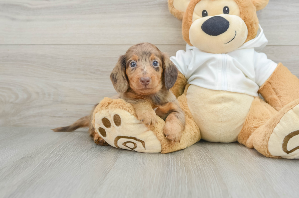 6 week old Dachshund Puppy For Sale - Premier Pups