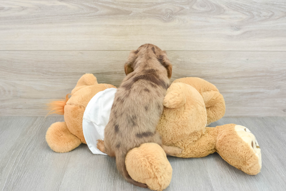 Cute Doxie Purebred Puppy