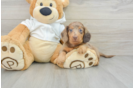 Dachshund Puppy for Adoption