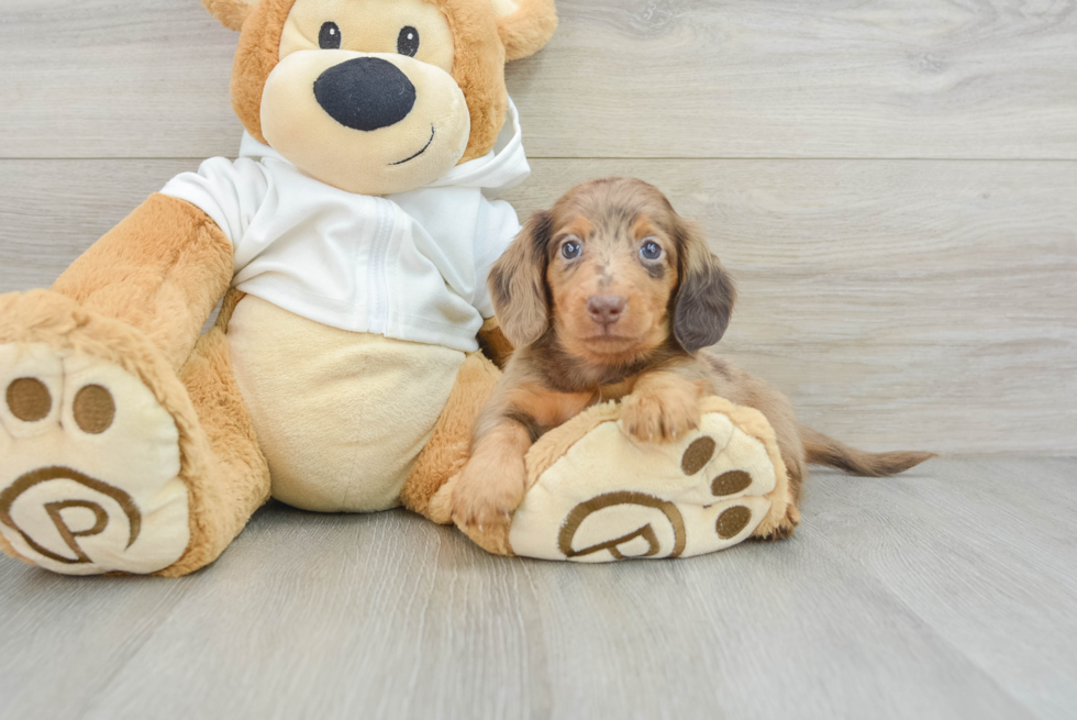 Dachshund Puppy for Adoption