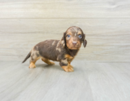 8 week old Dachshund Puppy For Sale - Premier Pups