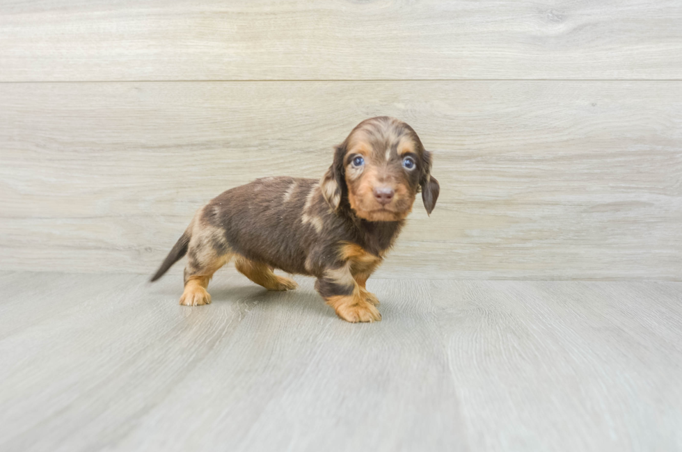 8 week old Dachshund Puppy For Sale - Premier Pups