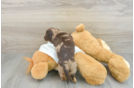 Cute Dachshund Purebred Pup