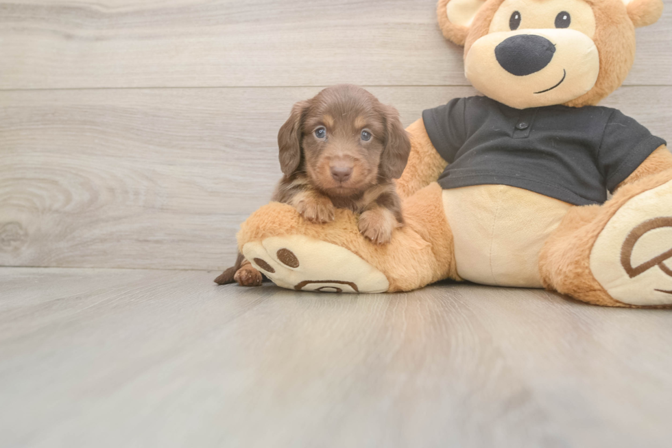 Cute Dachshund Baby