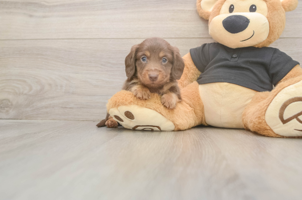 5 week old Dachshund Puppy For Sale - Premier Pups