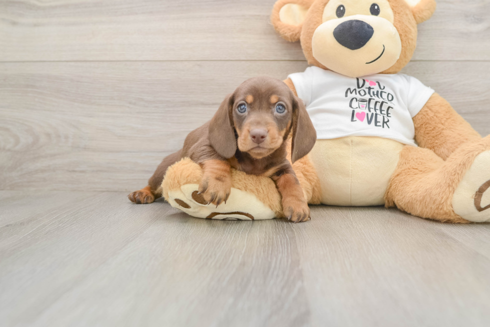 Dachshund Puppy for Adoption