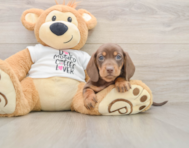 5 week old Dachshund Puppy For Sale - Premier Pups