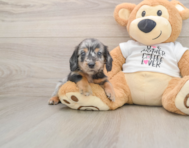 5 week old Dachshund Puppy For Sale - Premier Pups